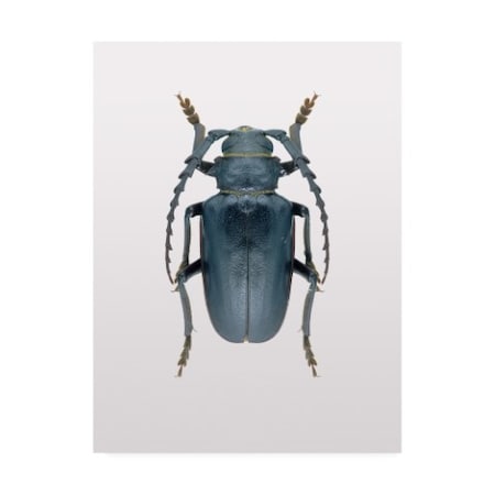 Design Fabrikken 'Beetle 3 Fabrikken' Canvas Art,24x32